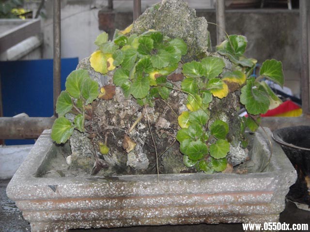 DSCN1270.jpg