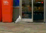 kuailemahua_h_201211916304444843.gif