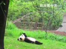 躺在地上一边看云一边挖鼻，这就是生活呐!