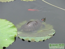 这张图告诉我，一定要淡定...